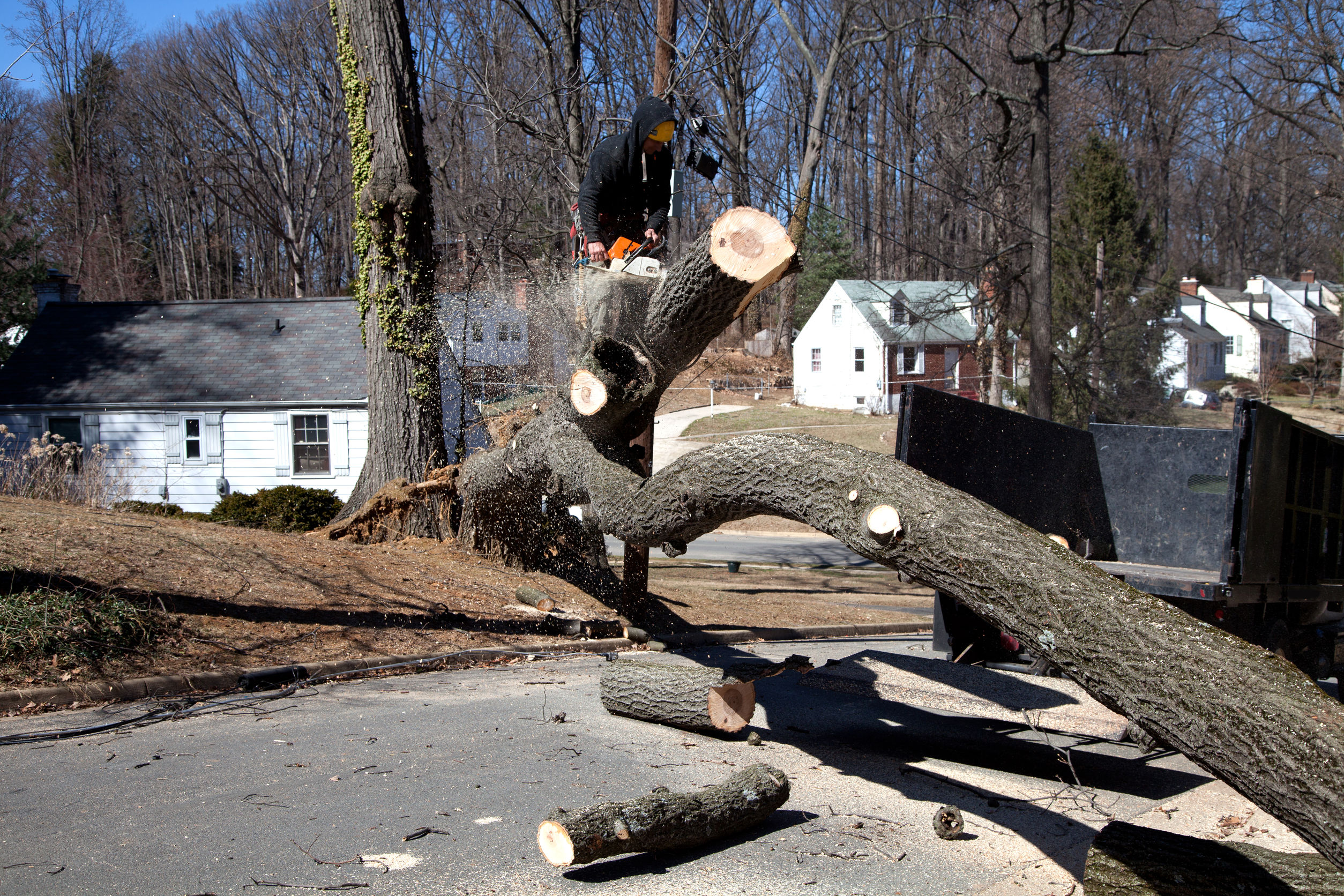 man working on cutting uprooted tree blocking the road due to gusty wind