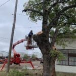 A man working on trimming a tree