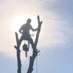 Man climbing a tree with chainsaw to trim a tree at a Fort Worth home.
