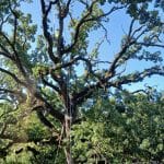Trimming a 200 year-old Post oak the second biggest post oak in Texas.